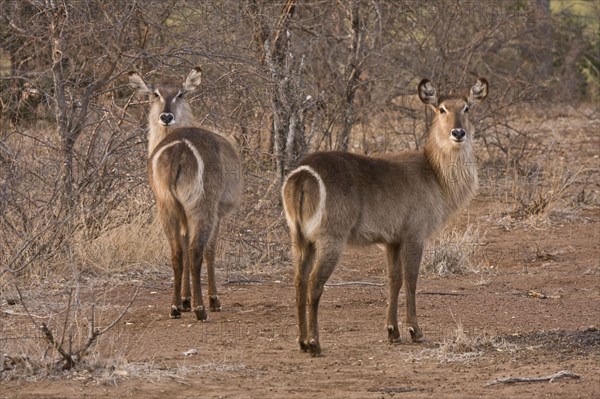 Waterbuck