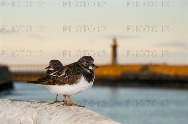 Ruddy Turnstone