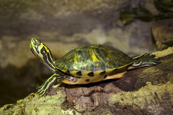 Northern red-bellied ornate turtle