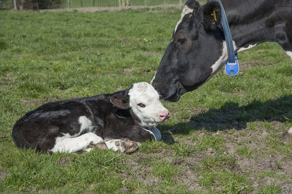 Domestic cattle