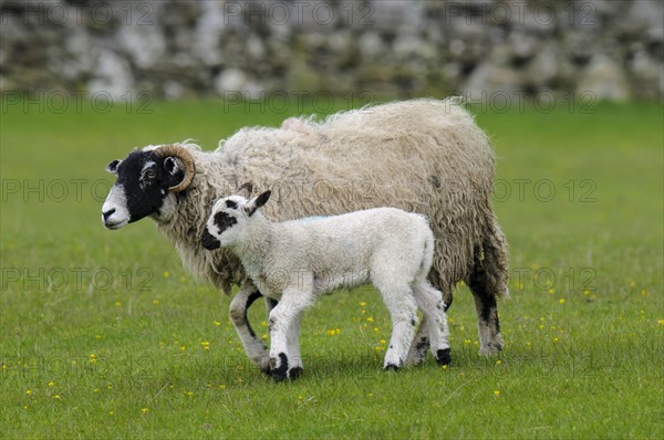 Swaledale ewe