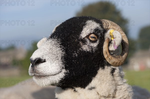 Swaledale sheep