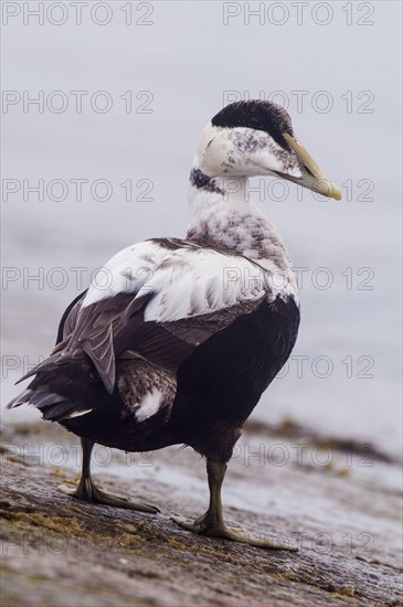 Common eider