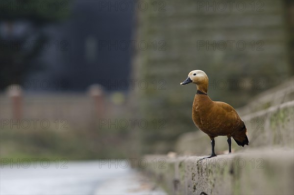 Ruddy Shelduck