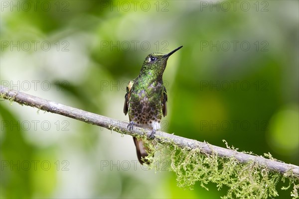 Western Emerald