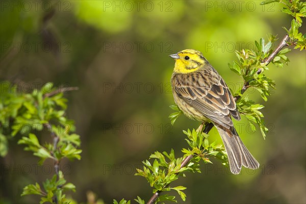 Yellowhammer