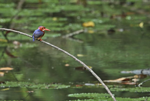 White-bellied kingfisher