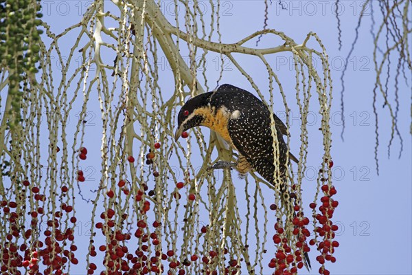 Australian Koel