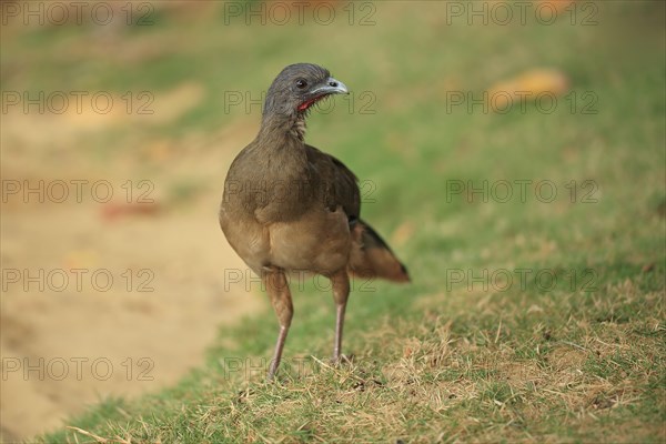 Rufous-vented chachalaca