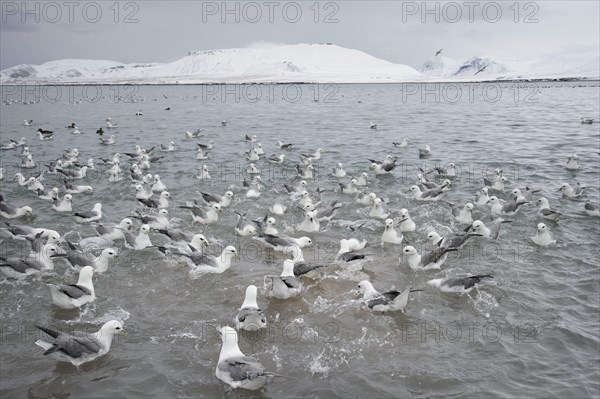 Northern Fulmar