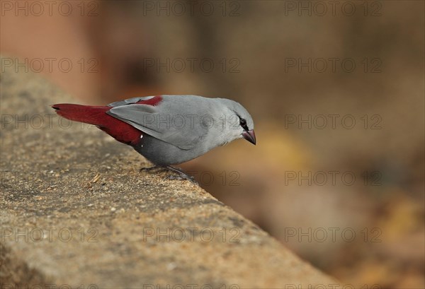 Lavender Waxbill