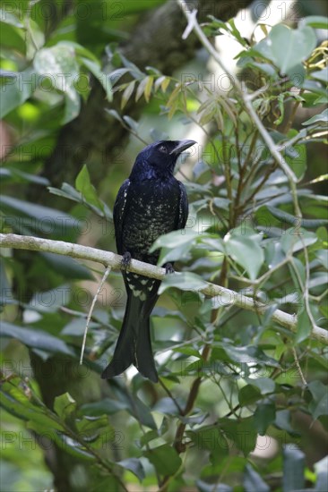 Crow-billed Drongo