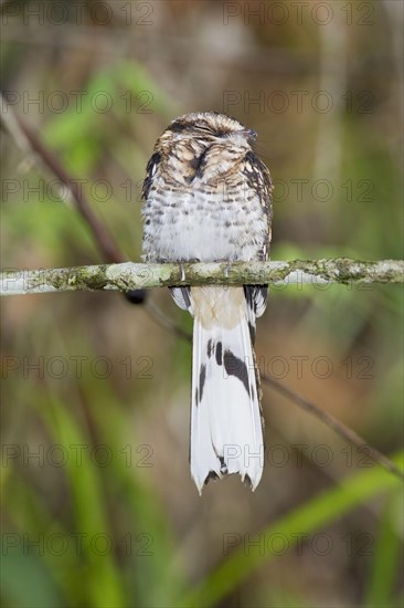 White-tailed nightjar