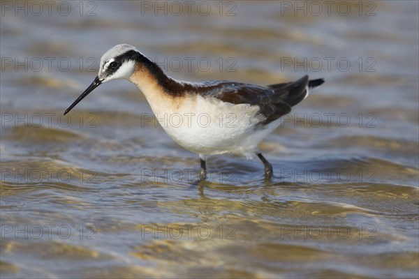 Wilson's Phalarope