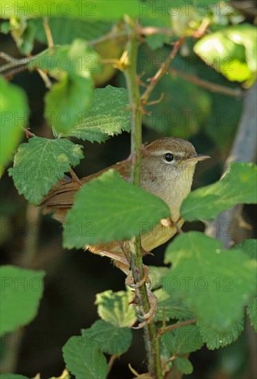 Cetti's Warbler