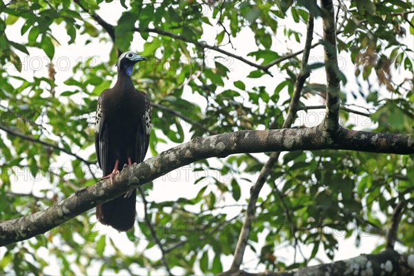 Trinidad Piping-guan