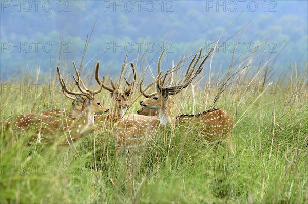 Spotted deer