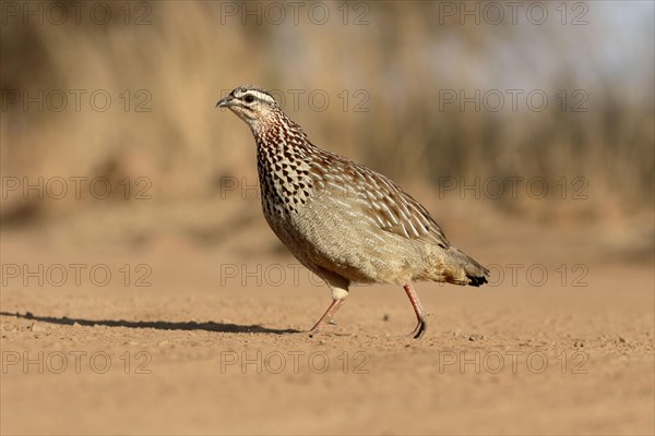 Crested Francolin