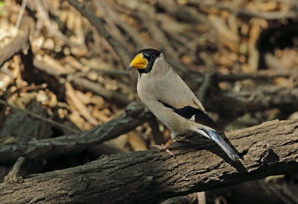 Japanese Grosbeak