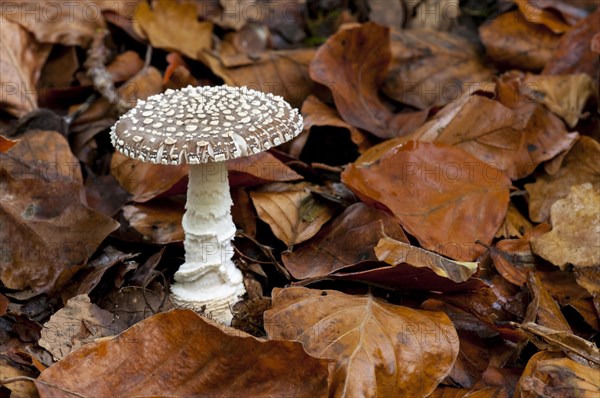 The fruiting body of a grey spotted amanita