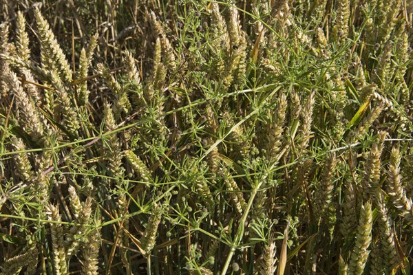 Cleavers