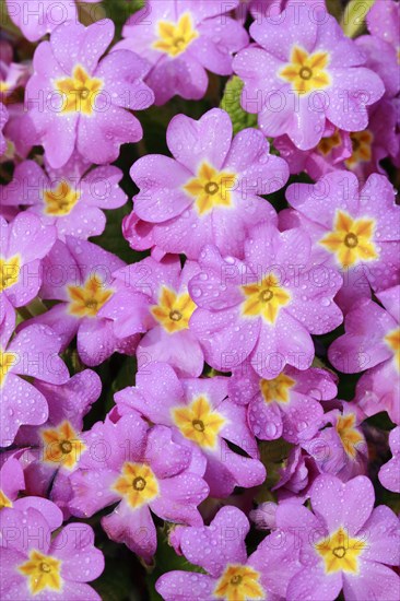 Nahaufnahme von mit Regentropfen bedeckten rosa lila Primel Blumen im Fruehling