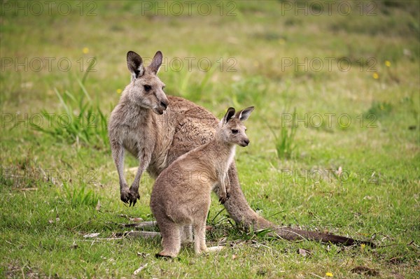 Eastern grey kangaroo