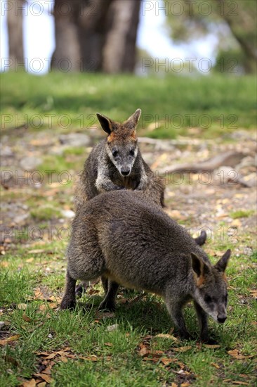 Swamp Wallaby