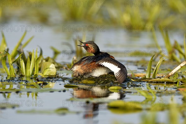 Black-necked Grebe