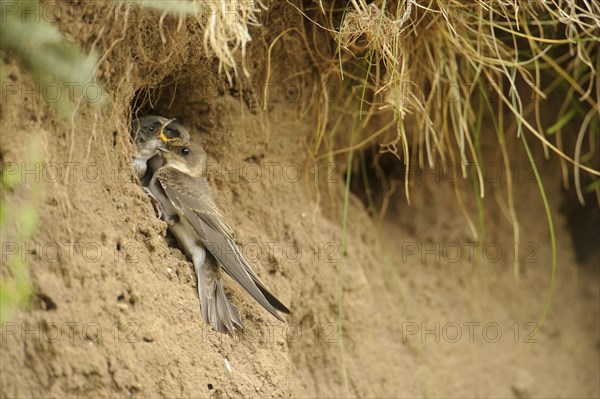 Sand Martin