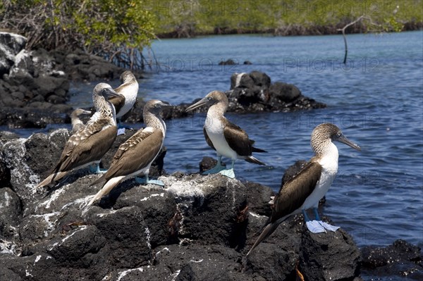 Blue-footed boobies