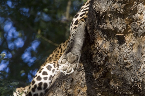 Pardus leopard niche leopards