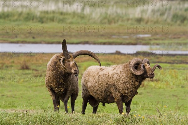 Manx loaghtan sheep