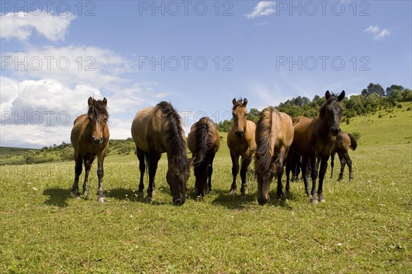 Hungarian Hutsul horses