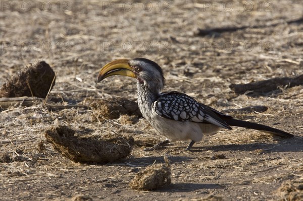 Southern Yellowbilled Hornbill