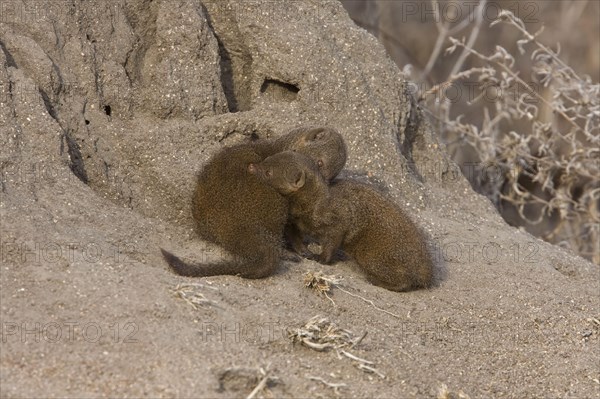 Southern Dwarf Mongoose