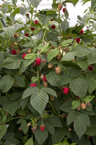 Raspberry plant called Driscoll Cardinal. The new variety differs from other raspberry varieties by its firm and very consistent fruit in terms of