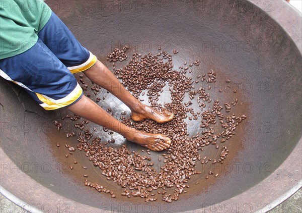 Cocoa tree