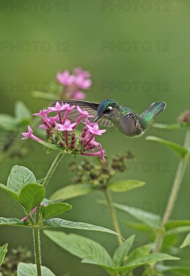 Violet-headed Hummingbird