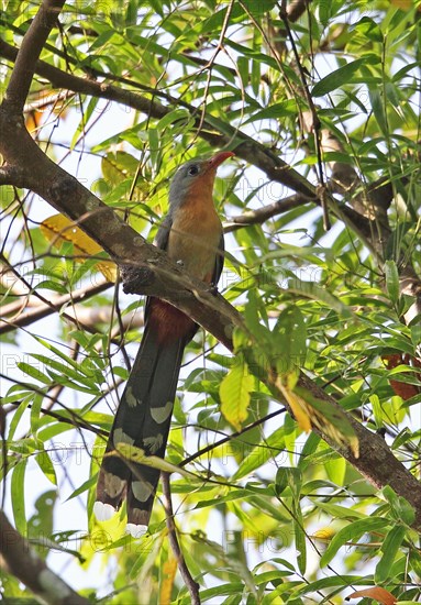 Red-billed Malkoha