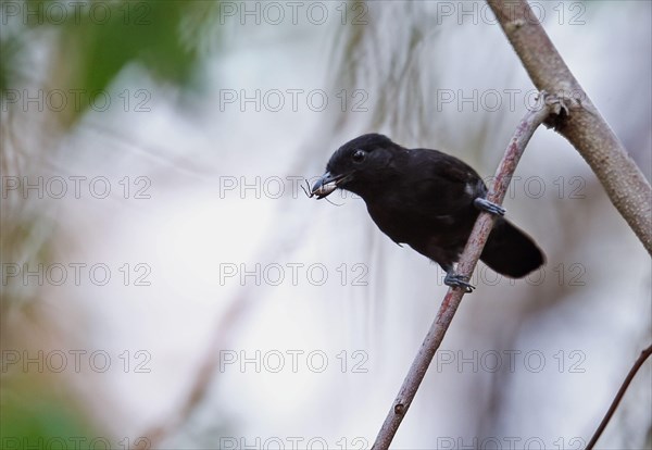 Black antshrike