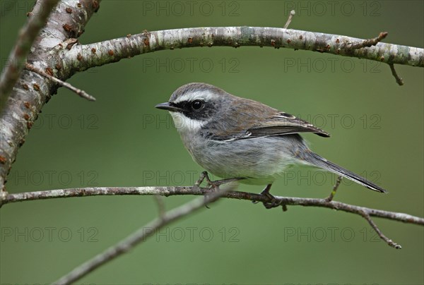 Grey Wheatear