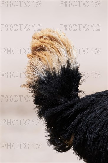 South african ostrich