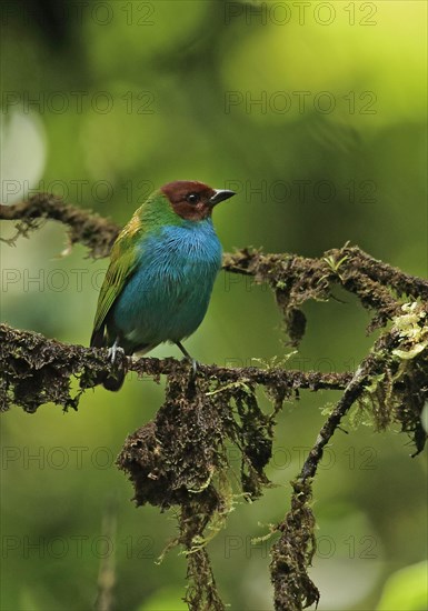 Brown-headed tanager