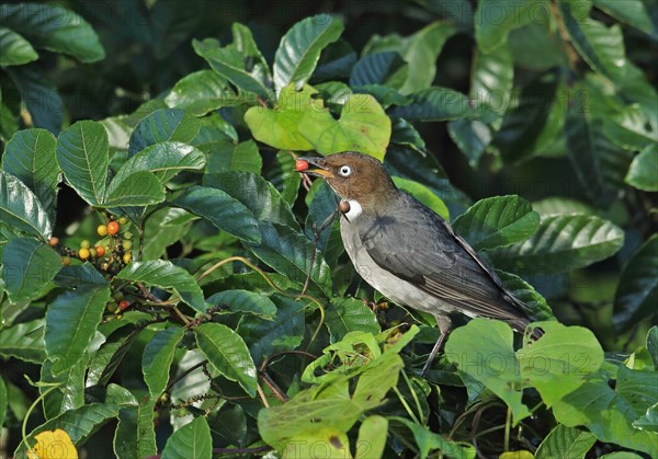 White-eyed thrush