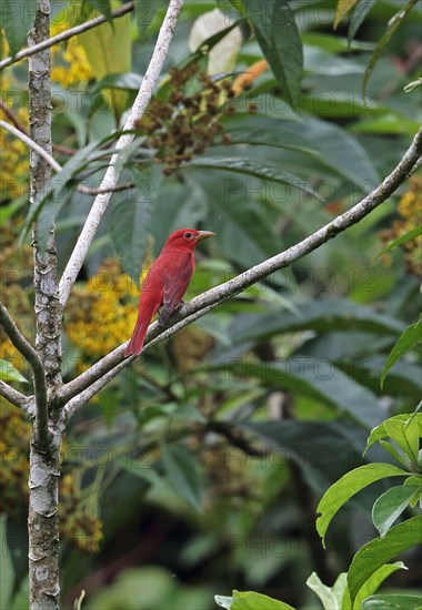 Summer tanager