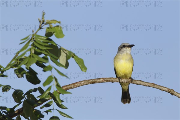 Couch's Kingbird