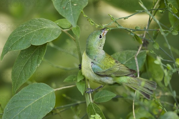 Painted painted bunting