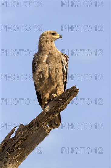 African Tawny Eagle