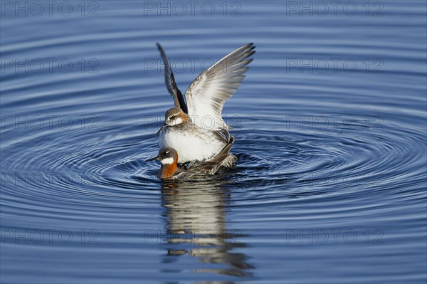 Red-necked Phalarope